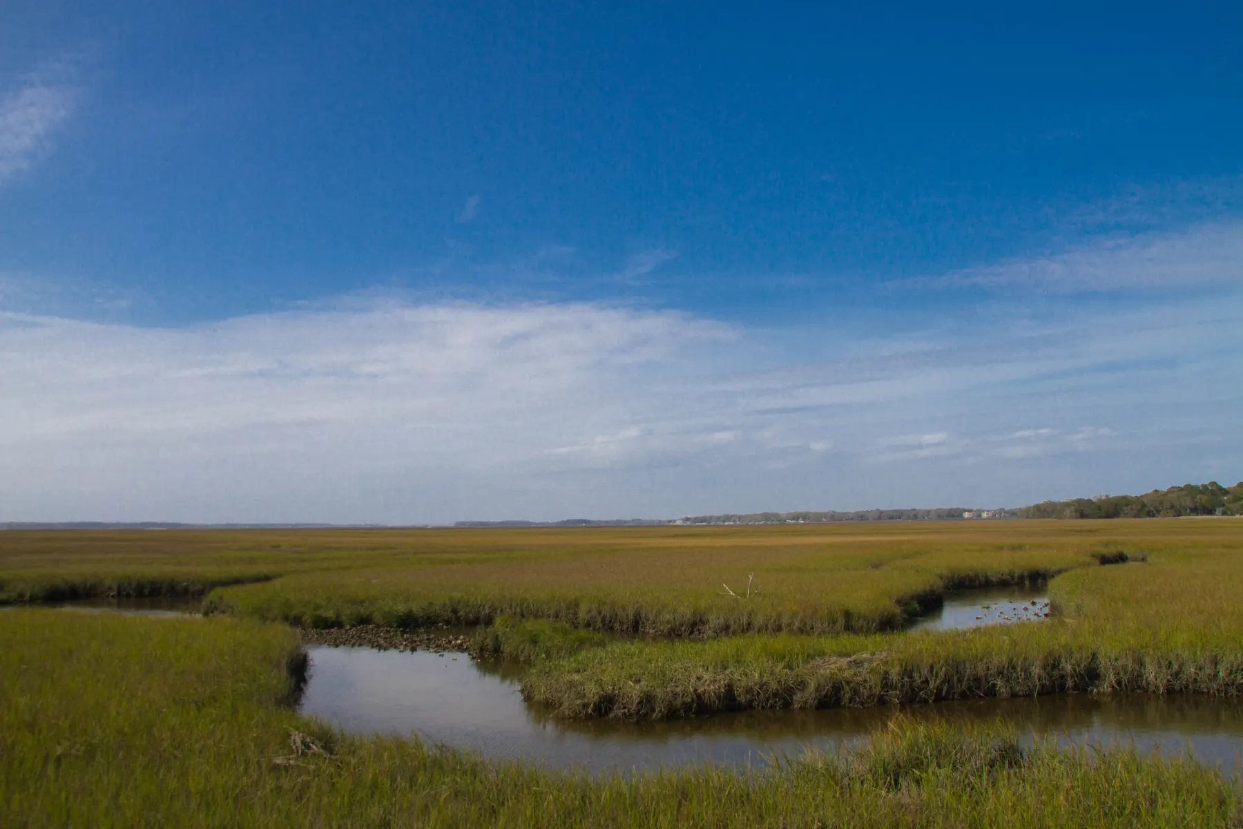 Salt marsh on the west side of Amelia Island at low tide